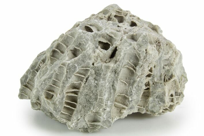 Silurian Dolostone w/ Sparkling Fossil Coral (Fletcheria) - Ohio #346074